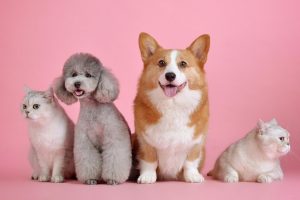 AlgoGroup and owner of Hong Kong's largest Pet Supermarket Q-Pets, enter into Preferred Supplier Agreement for Collaboration in close to 50 and growing retail stores in Hong Kong