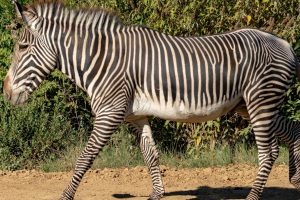 Tanzania has spotted this unusual zebra