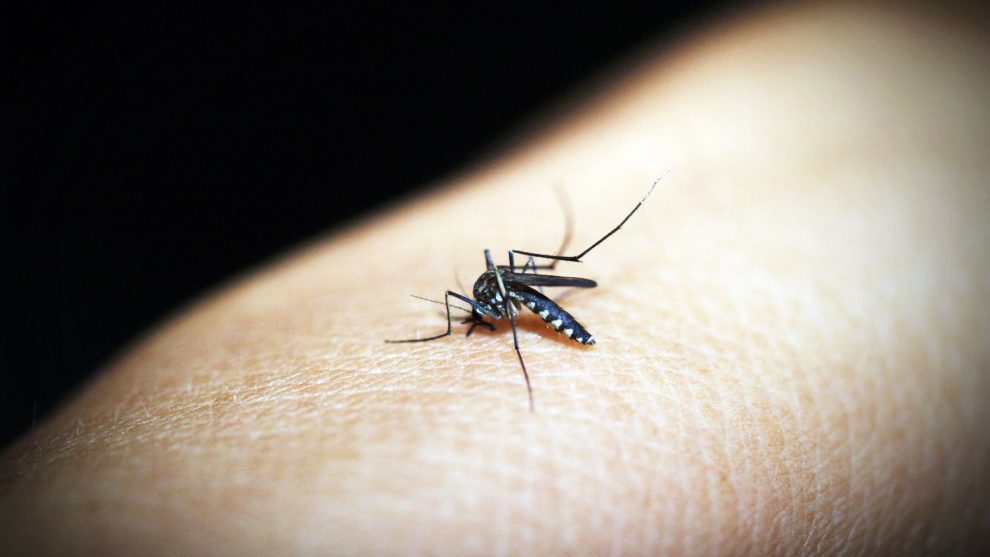 What to Eat and Avoid When Treating Malaria